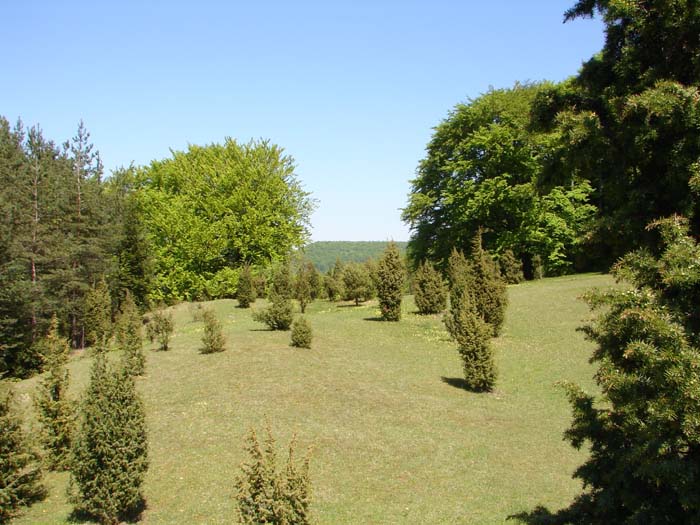 Wacholderheide mit Hutebuchen im Kerngebiet 2 im NSG "Kuhkopf" bei Diedorf (Foto: J. Gombert)