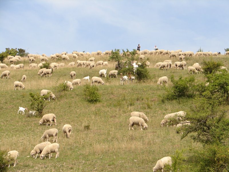 Schafe beweiden seit Jahrhunderten die Hutungen der Rhön. Das Mitführen von Ziegen bringt einen besseren Verbiss der Gehölze mit sich.