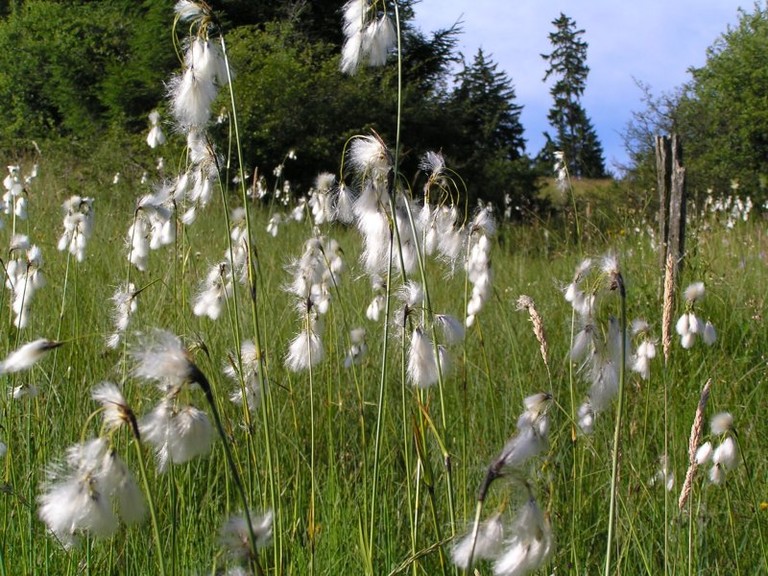 Breitblättriges Wollgras (Foto: LPV)