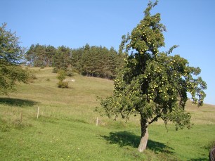 Birnenbaum