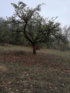 Apfelbaum nach dem Schnitt